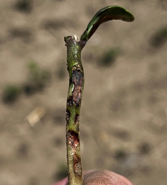Seedcorn maggot feeding on a soybean stem.